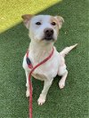 adoptable Dog in fayetteville, NC named MARLO