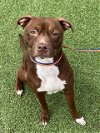 adoptable Dog in fayetteville, nc, NC named DORY