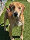 adoptable Dog in fayetteville, nc, NC named CHASE