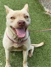 adoptable Dog in fayetteville, nc, NC named BUTTERCUP