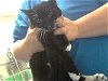 adoptable Cat in fayetteville, nc, NC named CUDDLES