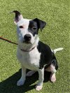 adoptable Dog in fayetteville, NC named ARIEL