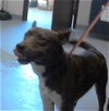 adoptable Dog in fayetteville, NC named RUBBLE