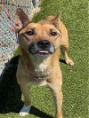 adoptable Dog in fayetteville, NC named STACEY