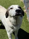 adoptable Dog in fayetteville, NC named HOOCH