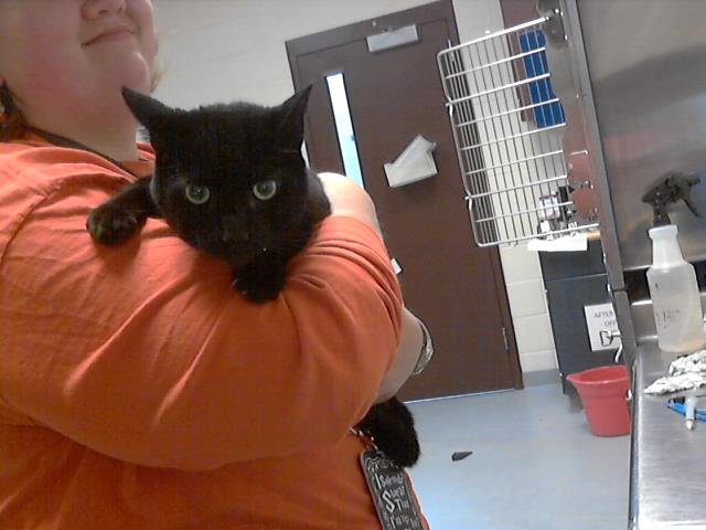 adoptable Cat in Fayetteville, NC named NOX