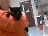 adoptable Cat in fayetteville, NC named NOX