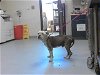 adoptable Dog in fayetteville, NC named A409183