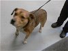 adoptable Dog in fayetteville, NC named A409511