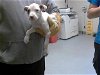adoptable Dog in fayetteville, NC named A409520