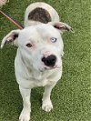 adoptable Dog in fayetteville, NC named FOREST