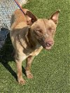 adoptable Dog in fayetteville, NC named PRECIOUS