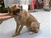 adoptable Dog in fayetteville, NC named RYDER