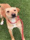 adoptable Dog in fayetteville, NC named SIMON