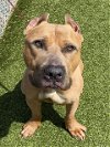 adoptable Dog in fayetteville, NC named SCRAPPY DOO