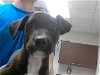 adoptable Dog in fayetteville, NC named HENRY