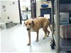 adoptable Dog in , NC named DAISEY