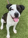 adoptable Dog in fayetteville, NC named GAMBIT