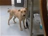 adoptable Dog in fayetteville, NC named PRINCESS