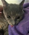 adoptable Cat in fayetteville, NC named LAYLA