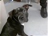adoptable Dog in  named A409821