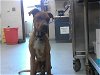 adoptable Dog in fayetteville, NC named BENNY