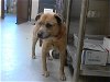 adoptable Dog in fayetteville, NC named A410154
