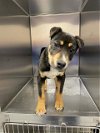 adoptable Dog in fayetteville, NC named PO BOY