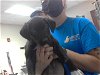 adoptable Dog in fayetteville, NC named A410241