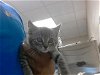 adoptable Cat in fayetteville, NC named NINJA