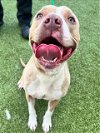 adoptable Dog in fayetteville, NC named NALA