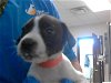 adoptable Dog in fayetteville, NC named RASPBERRY