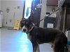 adoptable Dog in  named A411229