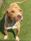 adoptable Dog in Fayetteville, NC named TROY