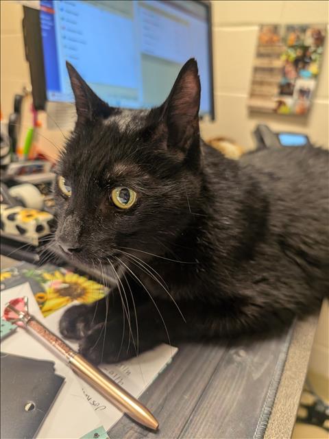 adoptable Cat in Fayetteville, NC named G