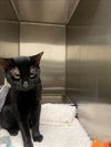 adoptable Cat in Fayetteville, NC named A413628