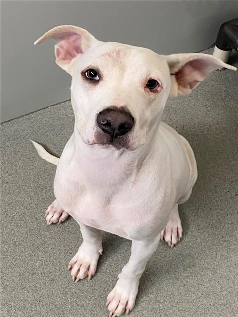 adoptable Dog in Fayetteville, NC named ACORN