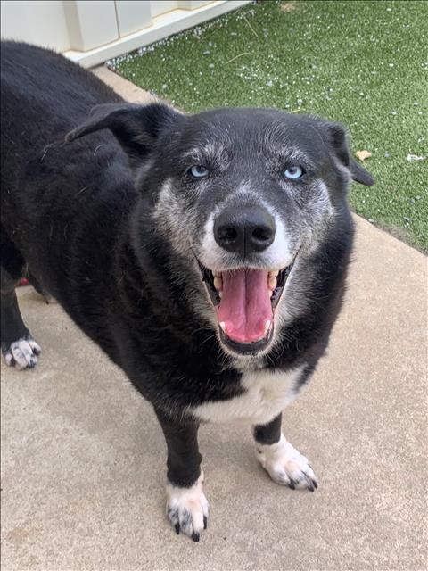 adoptable Dog in Fayetteville, NC named GATSBY