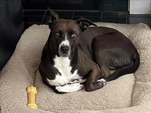 picture of the dog needing adoption
