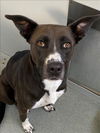 adoptable Dog in Fayetteville, NC named GENEVA