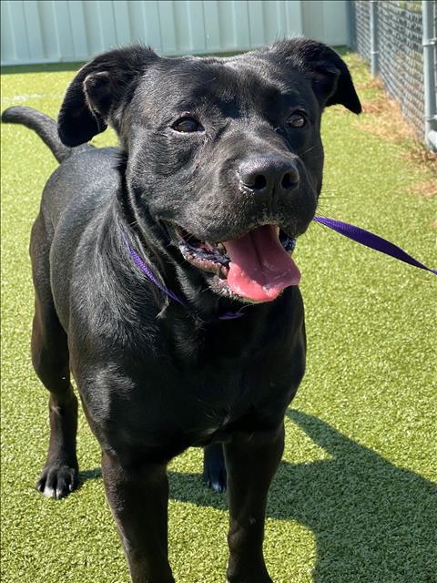 adoptable Dog in Fayetteville, NC named KING