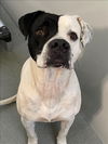 adoptable Dog in , NC named TYSON