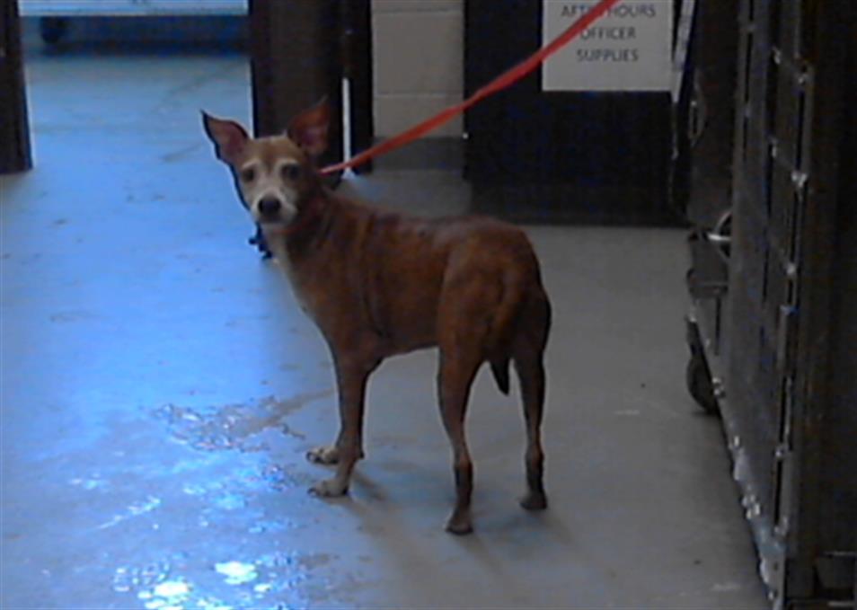 adoptable Dog in Fayetteville, NC named BELLA