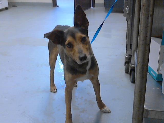 adoptable Dog in Fayetteville, NC named AUGUSTINE