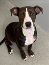 adoptable Dog in , NC named TILLY