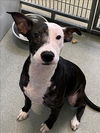 adoptable Dog in Fayetteville, NC named TINA