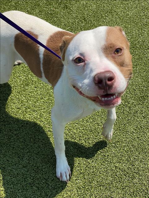 adoptable Dog in Fayetteville, NC named BLUE