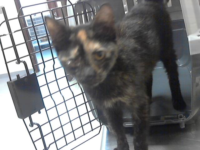 adoptable Cat in Fayetteville, NC named A414042