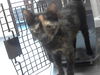 adoptable Cat in Fayetteville, NC named A414042