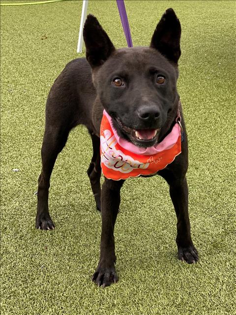 adoptable Dog in Fayetteville, NC named SHADOW